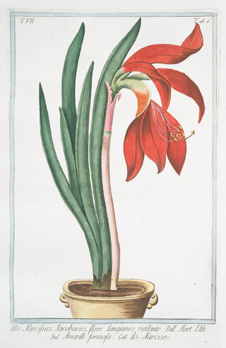 Giorgio Bonelli - Lilionarcissus Jacobaeus flore sangiuneo rutilante Amarilli formosa Narcise LilyDaffodil.webp