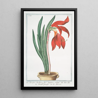 Giorgio Bonelli - Lilionarcissus Jacobaeus flore sangiuneo rutilante Amarilli formosa Narcise LilyDaffodil.webp