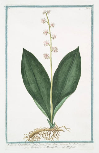 Giorgio Bonelli - Lilium Convallium latifolium flore pleno variegato Fioraliso o Mughetto Muguet.webp