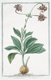 Lilium floribus reflexis montanum flore carneo Martagone sauvage Lys sauvage - Giorgio Bonelli — näkymä teoksesta
