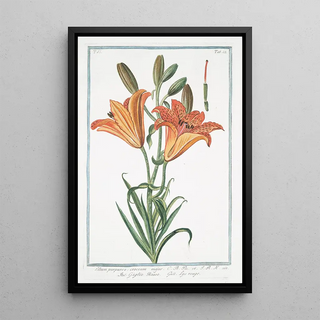 Giorgio Bonelli - Lilium purpureo croceum majus Giglio Rosso Lys rouge Orange lily.webp