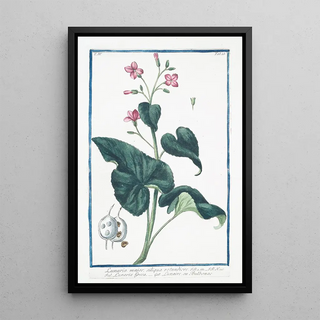 Giorgio Bonelli - Lunario major siliqua rotundiore Lunaria Greca Lunaire ou bulbonac.webp