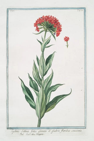 Giorgio Bonelli - Lychnis sativa foliis glauets et glabris floribus coccineis Scarlattea Sooppia Scarlet Lychnis.webp