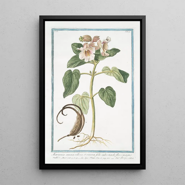 Martynia annua villosa et viscosa folio subrotundo flore magno rubro Proposcitea Martynie cornue - Giorgio Bonelli — kehystetty taideteos seinällä