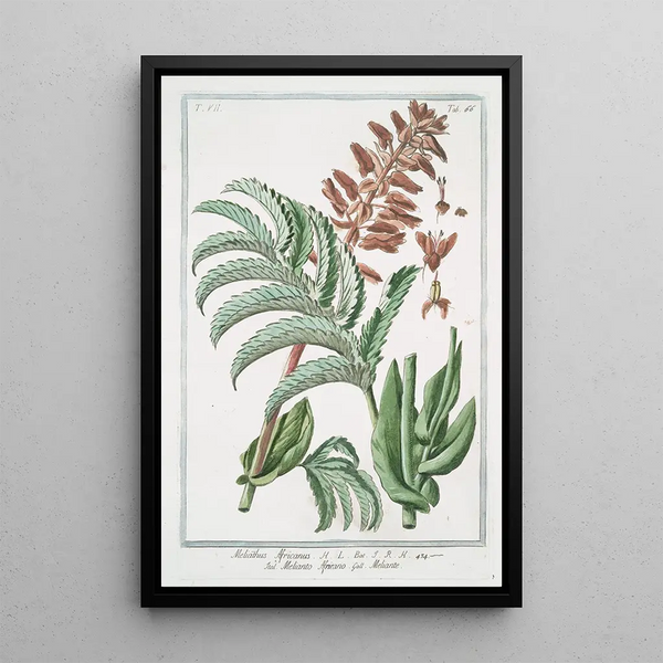 Melianthus Africanus Melianto Africano Mélianthe - Giorgio Bonelli — kehystetty taideteos seinällä