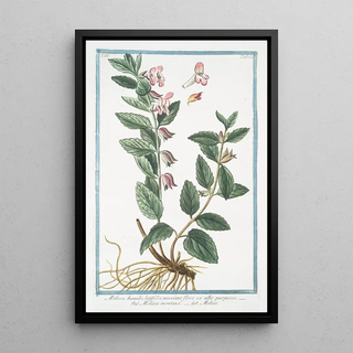 Giorgio Bonelli - Melissa humilis latifolia maximo flore ex albo prupureo Melissa montana Melise.webp