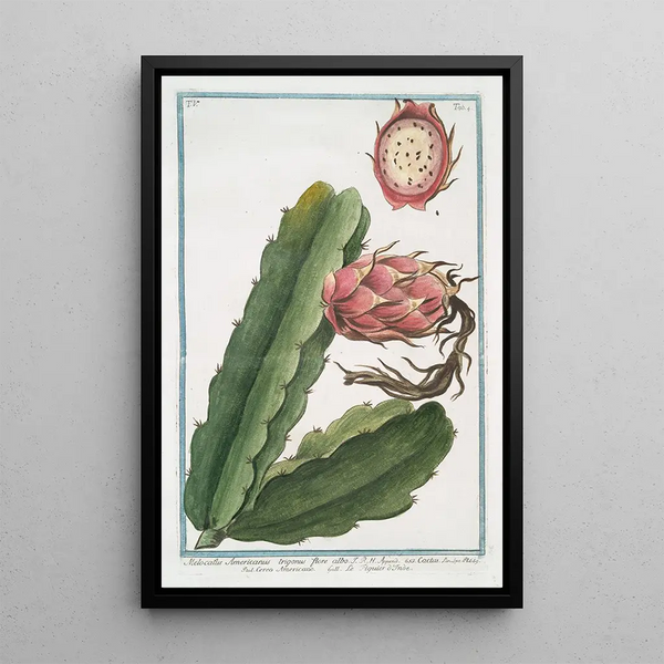 Melocactus Americanus trigonus flore albo Cactus Cereo Américain figuier d'Inde - Giorgio Bonelli — kehystetty taideteos seinällä
