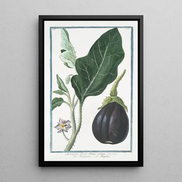 Melongena fructu oblongo violaceo Marignano Mayenne Pomme folle - Giorgio Bonelli — kehystetty taideteos seinällä
