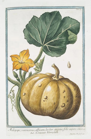 Giorgio Bonelli - Melopepo verruscosus albicans leviter striatus folio aspero Cocuzza bitorzoluta.webp