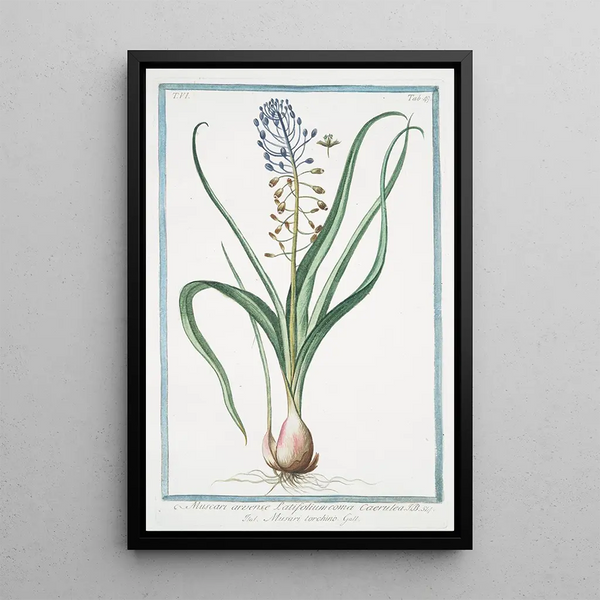 Muscara arvense latifolium coma caerulea Musari torchino Muscari - Giorgio Bonelli — kehystetty taideteos seinällä