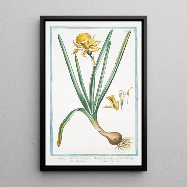 Narcissus flavus tubo oblongo rotundo in margine fimbriato Trombone Narcisse jaune - Giorgio Bonelli — kehystetty taideteos seinällä