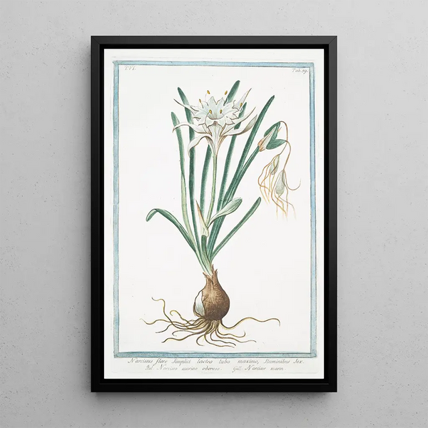 Narcissus flore simplici lacteo tubo maximo staminibus sex Narcisso marino odoroso Narcisse marin - Giorgio Bonelli — kehystetty taideteos seinällä