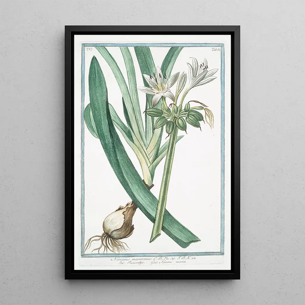 Narcissus maritimus Pancratzio Narcisse marin - Giorgio Bonelli — kehystetty taideteos seinällä