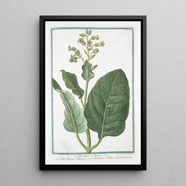 Nicotiana minor Erba Regina Tabacco Nicotiane ou Tabac ou Herbe la Rhine Tabac - Giorgio Bonelli — kehystetty taideteos seinällä