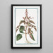 Ocimum foliis ex viridi violaceis dentatis floribus suave rubentibus Basilico sanguigno Basilic - Giorgio Bonelli — kehystetty taideteos seinällä
