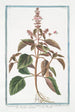 Ocimum foliis ex viridi violaceis dentatis floribus suave rubentibus Basilico sanguigno Basilic - Giorgio Bonelli — näkymä teoksesta