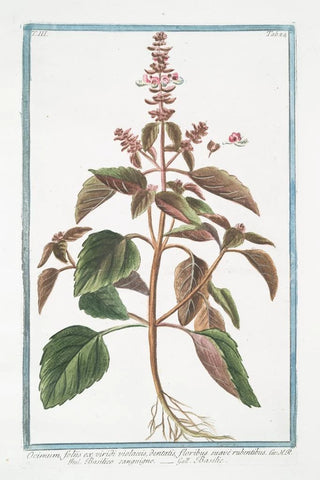 Giorgio Bonelli - Ocimum foliis ex viridi violaceis dentatis floribus suave rubentibus Basilico sanguigno Basillic Basil.webp
