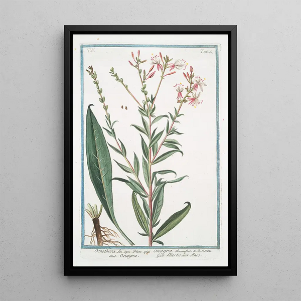 Oenothera Onagra L'Herbe aux Anes Onagre - Giorgio Bonelli — kehystetty taideteos seinällä