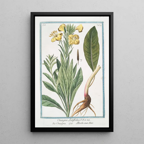Onagra latifolia Onagra L'Herbe aux Anes - Giorgio Bonelli — kehystetty taideteos seinällä