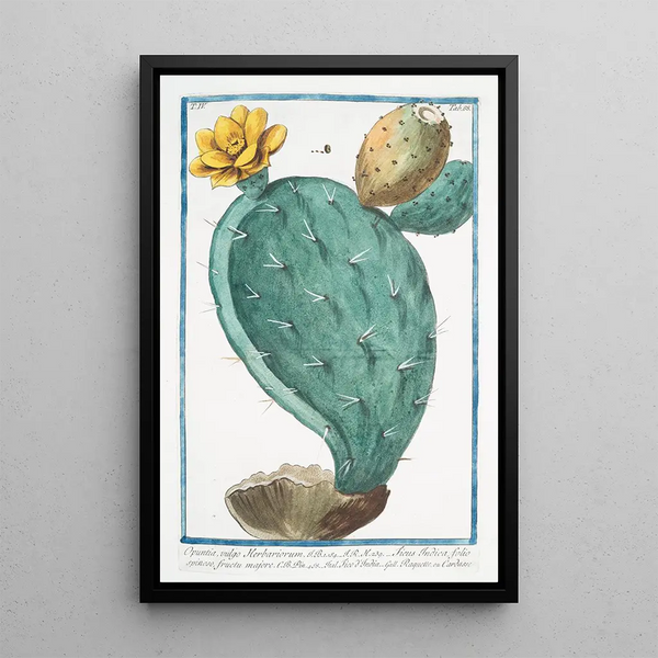 Opuntia vulgo Herbariorum Ficus Indica folio spinoso fructu majore Fico d'India Raquette ou Cardasse - Giorgio Bonelli — kehystetty taideteos seinällä