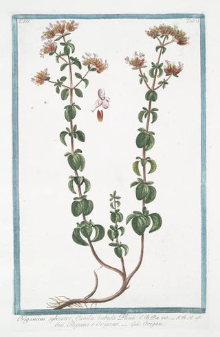 Giorgio Bonelli - Origanum sylvestre Cunila bubula Plinii Regano e Origano Origan Wild Marjoram.webp