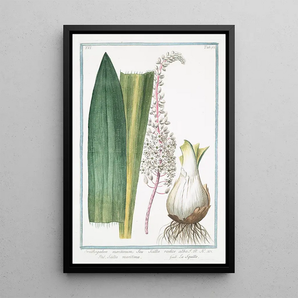 Ornithogalum maritimum seu Scilla radice alba Scilla maritima La Squille - Giorgio Bonelli — kehystetty taideteos seinällä