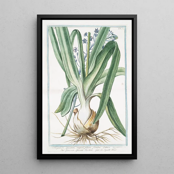 Ornithogalum spicatum angustifolium floribus sature azzurreis Giacinto spicato torchino La Squille bleue - Giorgio Bonelli — kehystetty taideteos seinällä