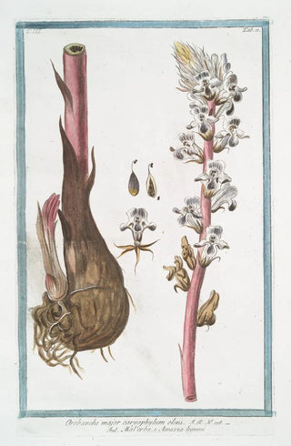 Giorgio Bonelli - Orobanche major caryophylum olens Malerba e Amazza legumi Broomrape.webp