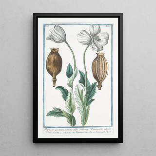 Giorgio Bonelli - Papaver hortense semine albo Sativum Discoridis album Plinii Papavero domestico Col Seme bianco Pavot Poppy.webp