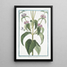 Phlomis Narbonensis à feuille de Hormin à fleur pourprée - Giorgio Bonelli — kehystetty taideteos seinällä