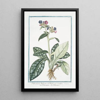 Giorgio Bonelli - Pulmonaria Italorum ad Buglossum accedens Polmonaria Pulmonaire Lungwort.webp