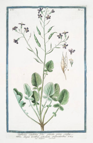 Giorgio Bonelli - Raphanus caudatus foliis pinnatis pinnis confluentibus tiliquis teretibus articulatis unilocularibus Rafano caudato Rattail radish.webp