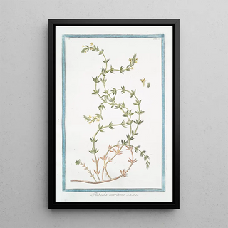 Giorgio Bonelli - Rubeola maritima.webp