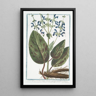 Giorgio Bonelli - Sclaria Italica maxima longius radicata sanguineis maculis notata foliis oblongis floribus azzurreis Sclarea Asphodeli radice Toutebonne Clarysage.webp