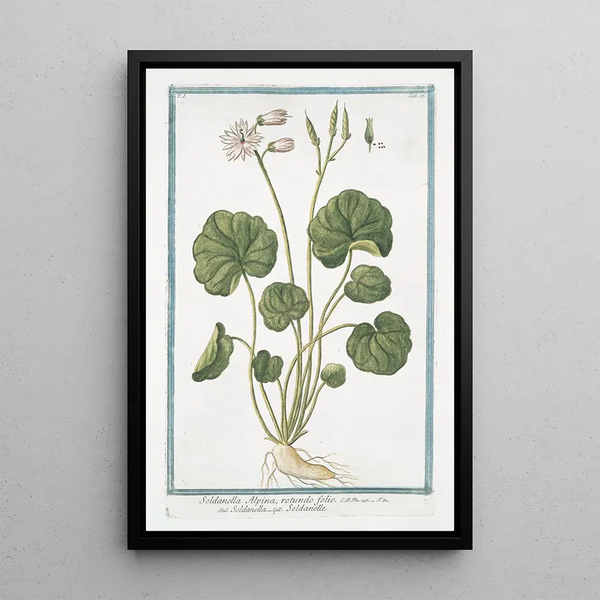 Giorgio Bonelli - Soldanella Alpina rotundo folio Soldanella Soldaneille Alpine Snow Bells.webp