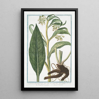 Giorgio Bonelli - Symphytum Consolida major flore albo vel pallide luteo qua foemina Consolida maggiore Grande Consoude Common Comfrey.webp