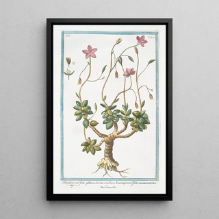 Giorgio Bonelli - Telephiastrum folio globoso Anacampseros foliis acuminatis Crassola Evergreen Orpine.webp