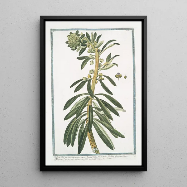 Giorgio Bonelli - Tithymalus frutescens americanus Leucoii foliis crassioribus floribus atrorubentibus Tithymalus americanus arborescens foliis amygdali obtusis.webp