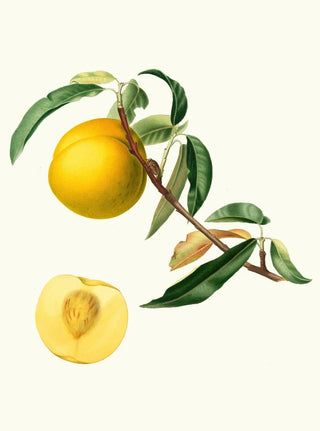 Giorgio Gallesio - Cotogna Durana massima o Giallona di Verona Persica Julodermis cotonea Giallona of Verona Peaches.webp