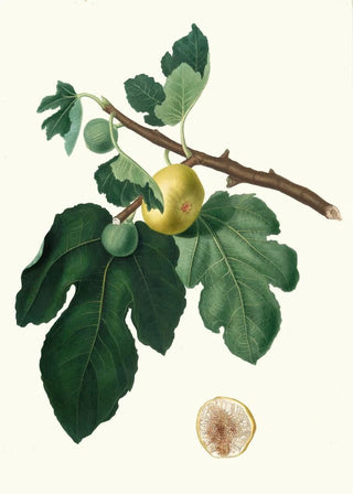 Giorgio Gallesio - Fico Albo Ficus carica Fig.webp