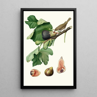 Giorgio Gallesio - Fico Fetifero o Fico dellOsso Ficus carica sativa Fig.webp