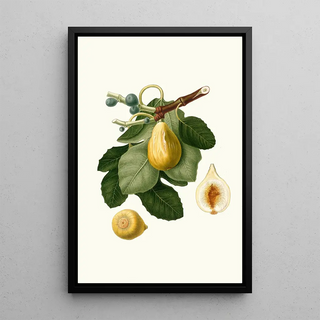 Giorgio Gallesio - Fico gentile Ficus carica sativa Common Fig.webp