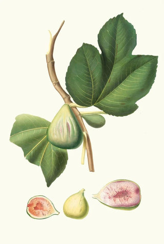 Giorgio Gallesio - Fico paradiseo Ficus carica bifera Fig.webp