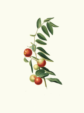 Giorgio Gallesio - Giuggiola a frutto rotondo Zizphus vulgaris Chinese jujube.webp