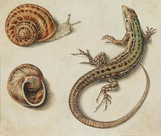 Giovanna Garzoni - A lizard with a snail and a snail shell.webp