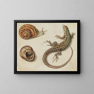 Giovanna Garzoni - A lizard with a snail and a snail shell.webp
