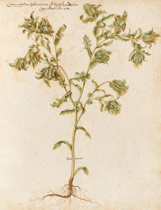 Giovanna Garzoni - Piante varie Pl05.webp