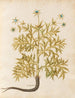 Plantes diverses Pl06 - Giovanna Garzoni — näkymä teoksesta