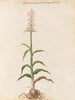 Plantes diverses Pl15 - Giovanna Garzoni — näkymä teoksesta