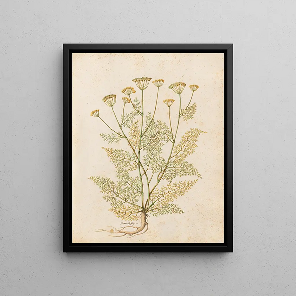 Giovanna Garzoni - Piante varie Pl27.webp
